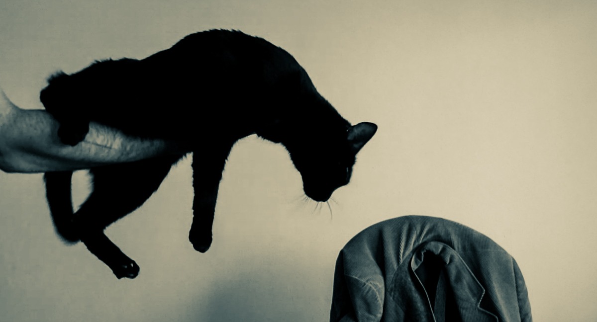 Katzenfoto schwarzer Kater